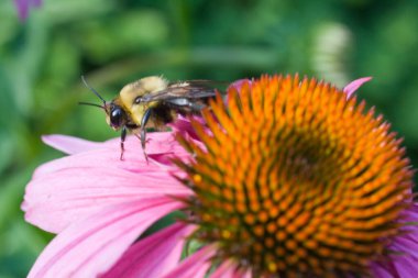 Bir Arının Görünümü