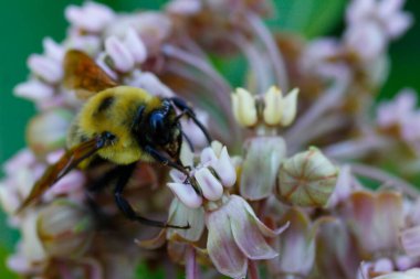 Bir Arının Görünümü
