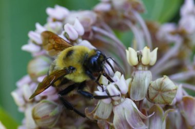 Saman Yosunu Çiçekleri Üzerine Bir Arının Yakın Çekimi