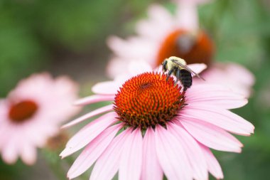 Bir Arının Görünümü