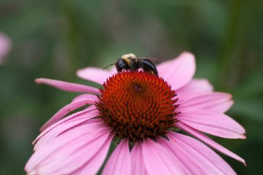 Bir Arının Görünümü