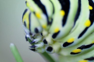 Kara Kırlangıç Tırtıl Manzarası