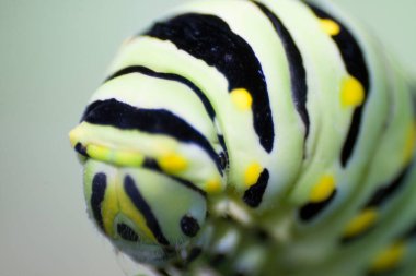 Kara Kırlangıç Tırtıl Manzarası