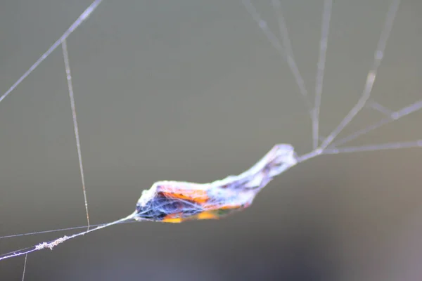 Milkweed Bug Encased Spider Web — Stock Photo, Image