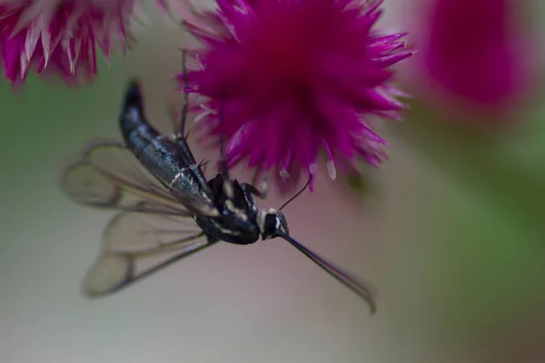 Insekt Sitter Cilosia Blomma — Stockfoto