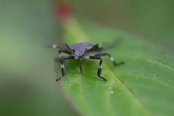 Insekt Sitzt Auf Einer Gartenpflanze — Stockfoto