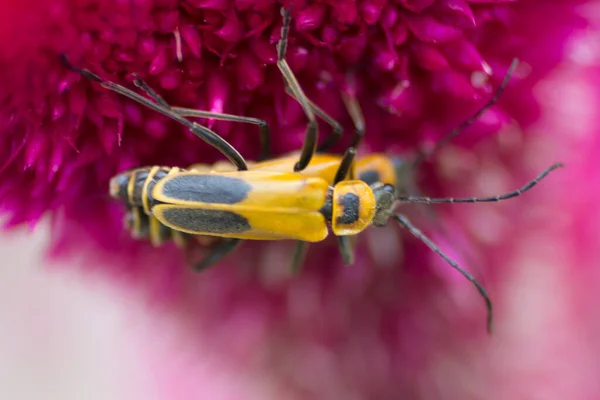 Insekt Sitter Cilosia Blomma — Stockfoto