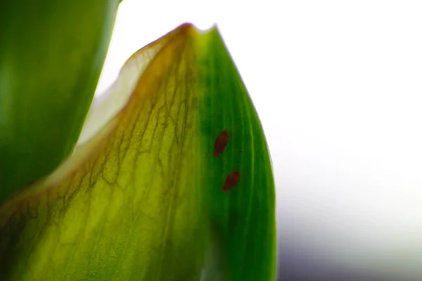 Pucerons Sur Une Plante Verte — Photo