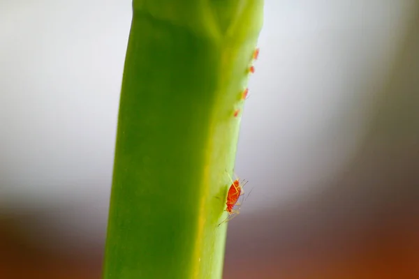 緑の植物のアブラムシ — ストック写真