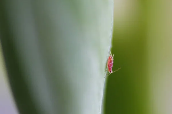 Aphids Una Planta Verde —  Fotos de Stock