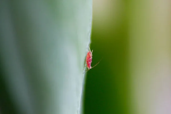 Aphids Una Planta Verde —  Fotos de Stock