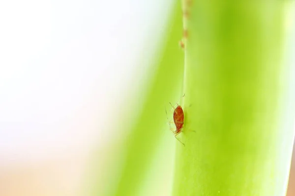 Pulgões Uma Planta Verde — Fotografia de Stock