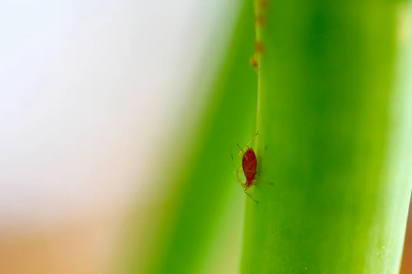 Aphids Green Plant — Stock Photo, Image
