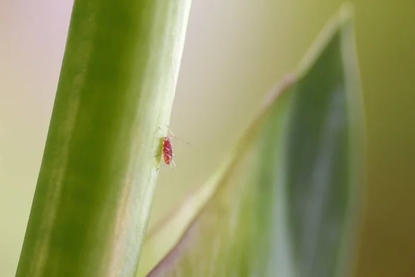 Pucerons Sur Une Plante Verte — Photo