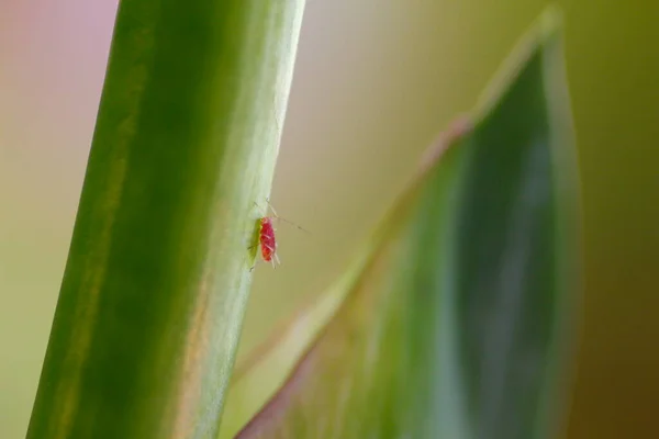 Bladluizen Een Groene Plant — Stockfoto