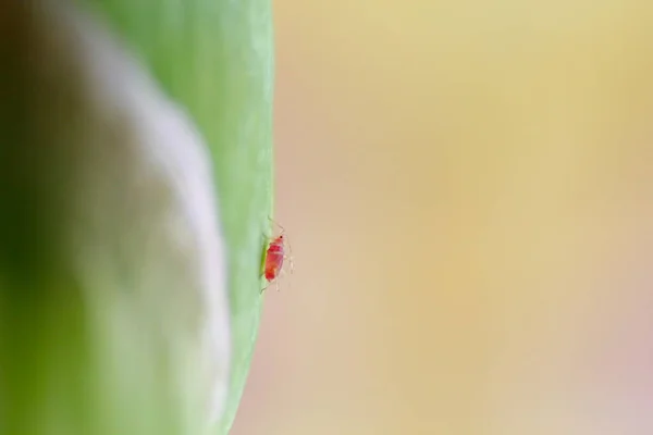 Blattläuse Einer Grünen Pflanze — Stockfoto