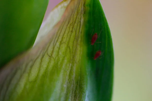 Mszyce Zielonych Roślin — Zdjęcie stockowe