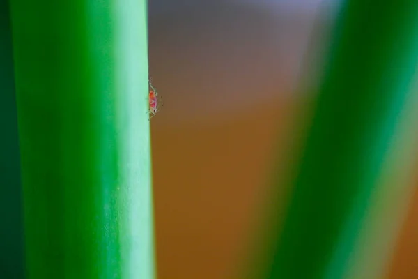 緑の植物のアブラムシ — ストック写真