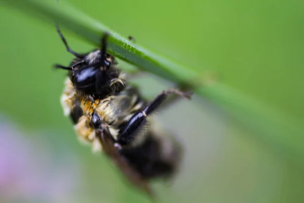 Una Vista Una Abeja —  Fotos de Stock