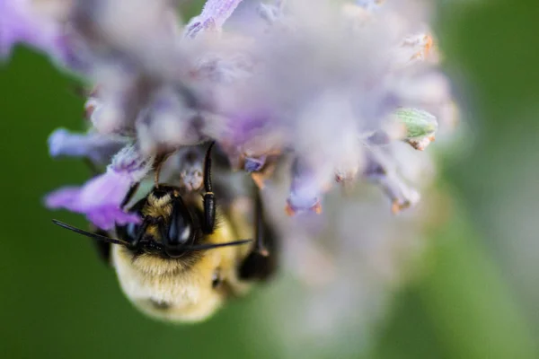 Ein Blick Auf Eine Biene — Stockfoto