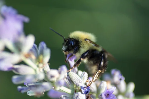 Ein Blick Auf Eine Biene — Stockfoto