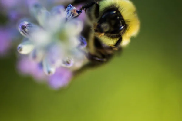 Pohled Včelu — Stock fotografie