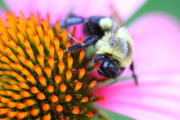 Widok Pszczoły — Zdjęcie stockowe