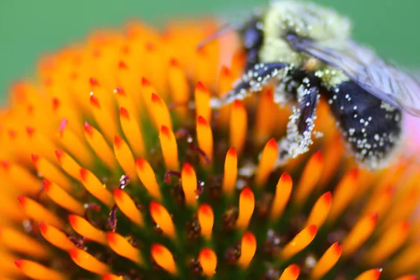 Una Vista Una Abeja — Foto de Stock