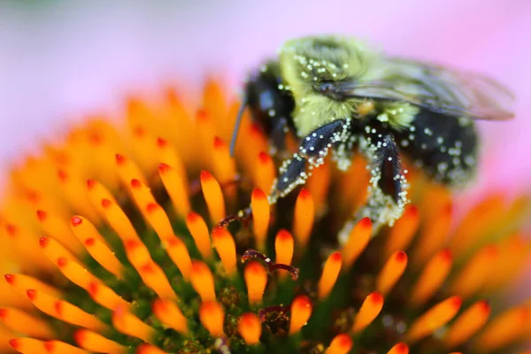 View Bee — Stock Photo, Image