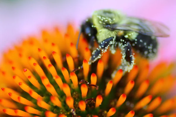 Una Vista Una Abeja — Foto de Stock