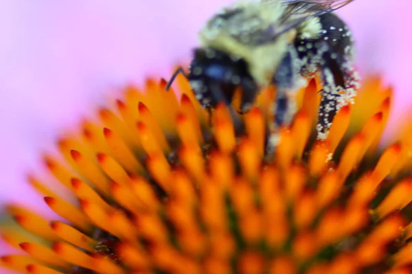 Una Vista Una Abeja —  Fotos de Stock