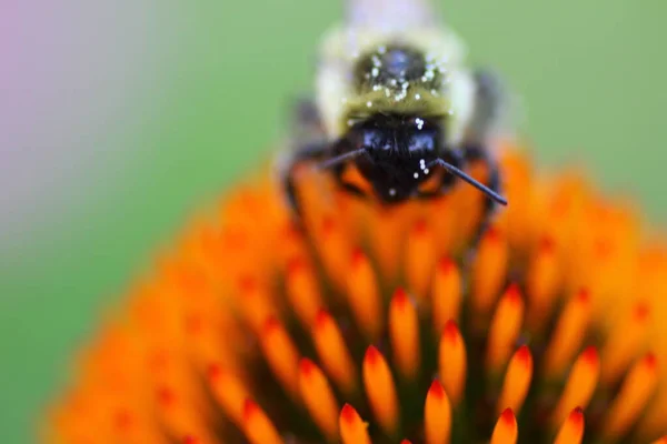 Una Vista Una Abeja — Foto de Stock