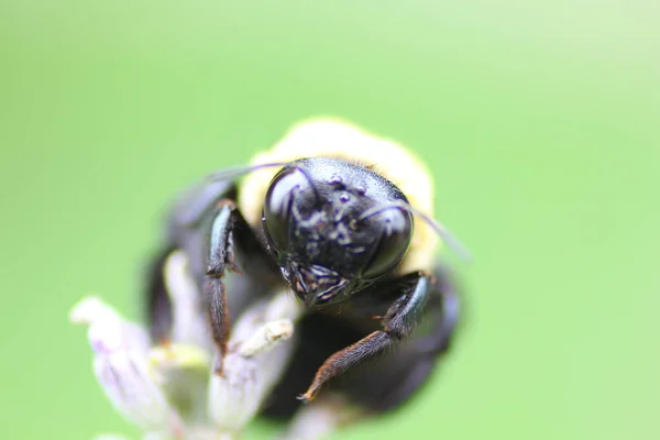 Una Vista Una Abeja —  Fotos de Stock