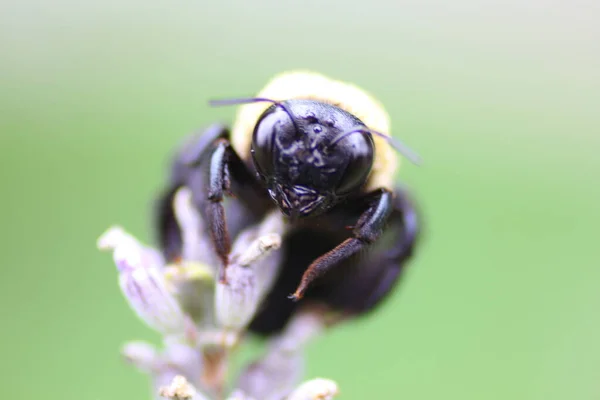 Uma Visão Uma Abelha — Fotografia de Stock