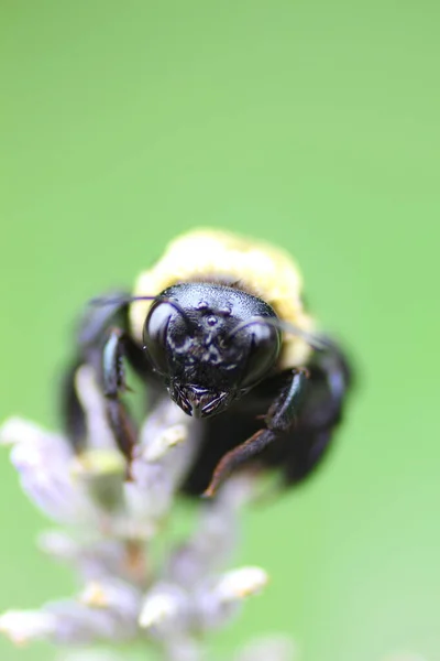 Una Vista Una Abeja — Foto de Stock