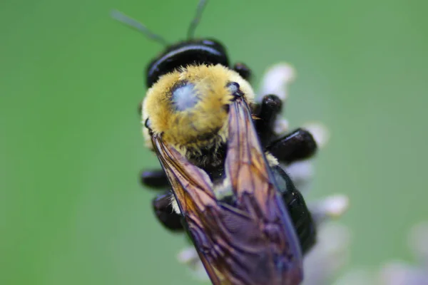 Una Vista Una Abeja —  Fotos de Stock