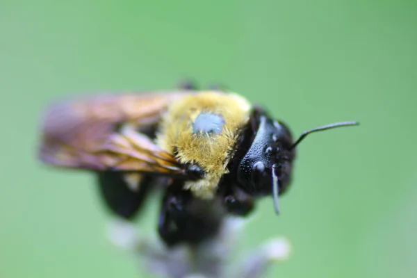 Ein Blick Auf Eine Biene — Stockfoto