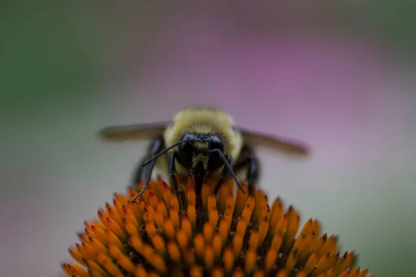 Uma Visão Uma Abelha — Fotografia de Stock