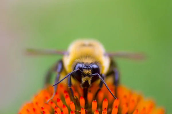 Ein Blick Auf Eine Biene — Stockfoto