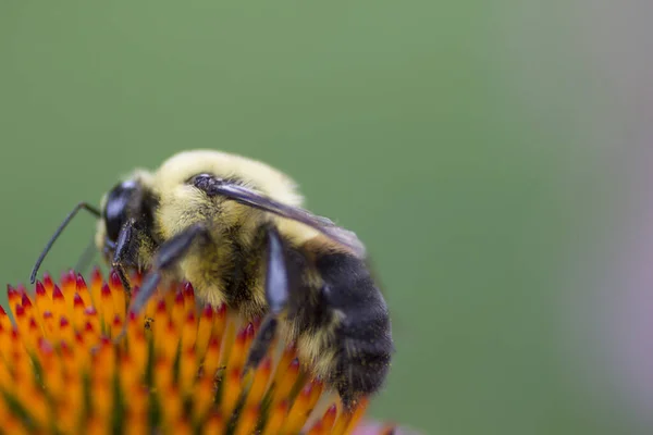 Una Vista Una Abeja — Foto de Stock