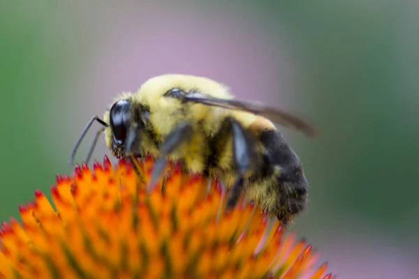 Ein Blick Auf Eine Biene — Stockfoto