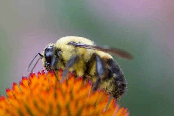 Una Vista Una Abeja — Foto de Stock