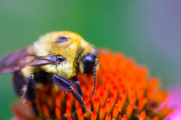 Una Vista Una Abeja — Foto de Stock