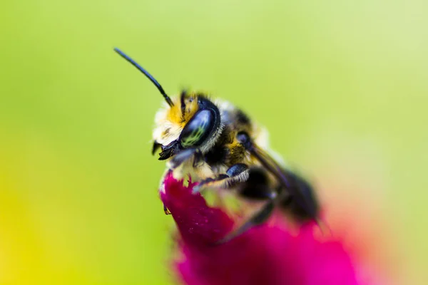 Ein Blick Auf Eine Biene — Stockfoto