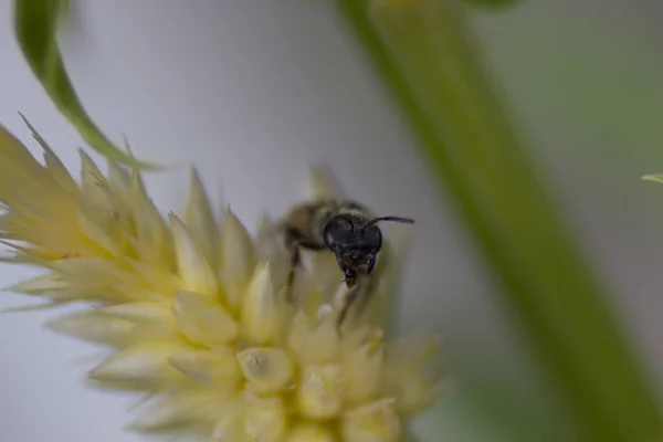 Вид Пчелу — стоковое фото