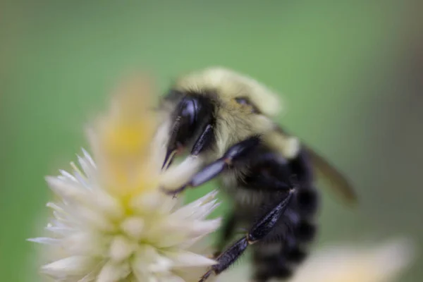 Άποψη Μιας Μέλισσας — Φωτογραφία Αρχείου