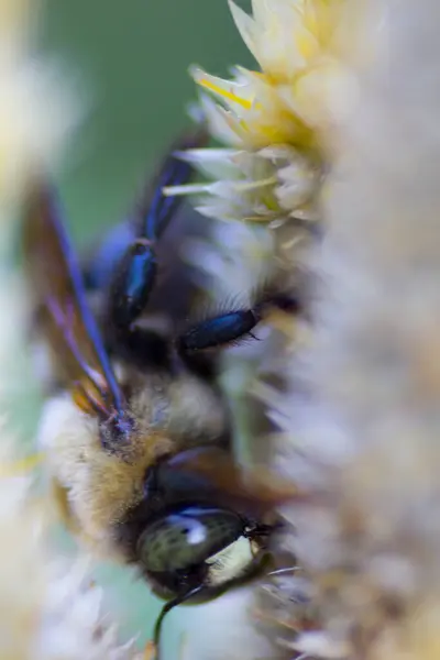 Una Vista Una Abeja —  Fotos de Stock