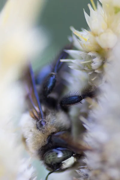 Uma Visão Uma Abelha — Fotografia de Stock