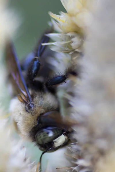 Ein Blick Auf Eine Biene — Stockfoto
