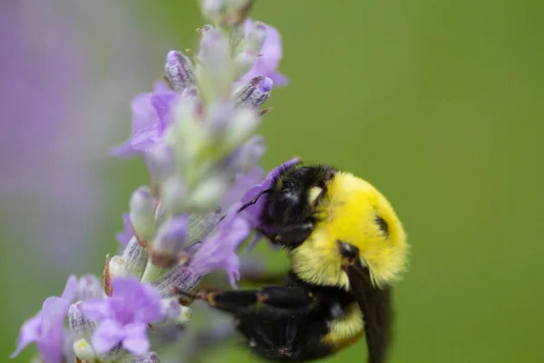 Ein Blick Auf Eine Biene — Stockfoto